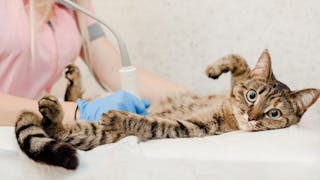 Ultrassonografia renal de vanguarda em gatos 